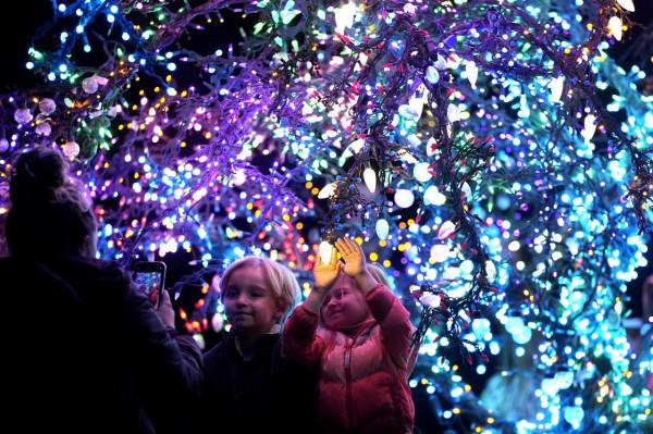 彩燈扮靚“魔法樹”