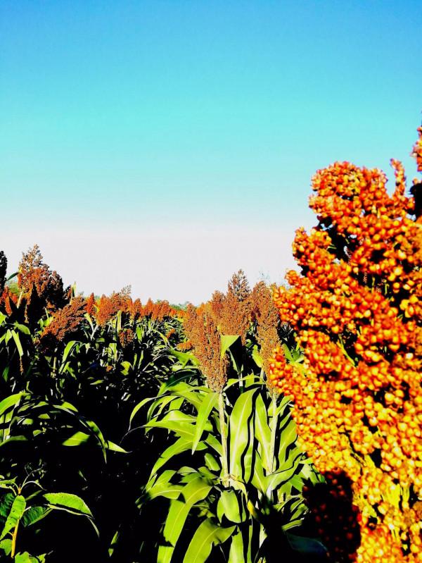 秦健 煙(外八首) 秦健 煙(外八首)