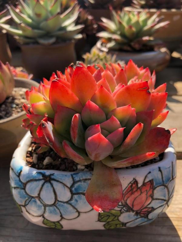 「奇聞異錄」美物使人愉悅：來自多肉的“自拍”