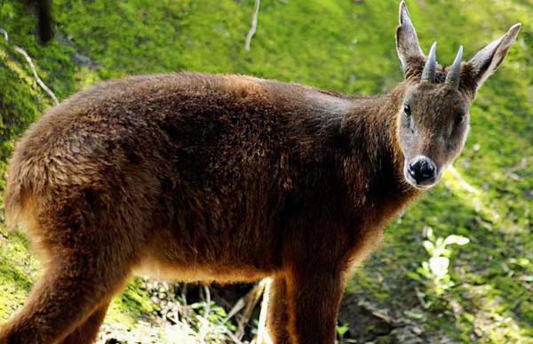 盤點5種非常“低調”的一級保護動物