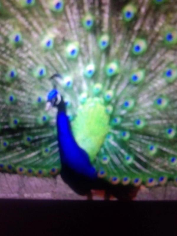 轟轟烈烈的比美大賽 轟轟烈烈的比美大賽