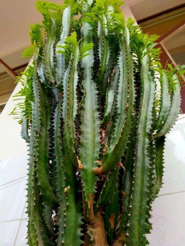 5種霸氣花，個個“醜八怪”卻吉利鎮宅，丟在角落不管，一樣爆棚