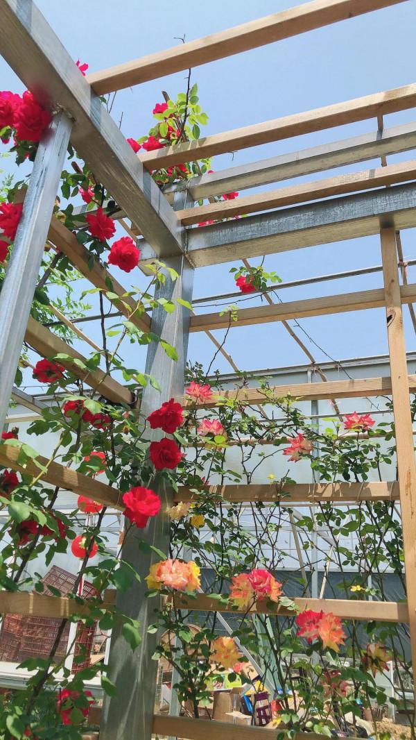 太湖美景 農家小院