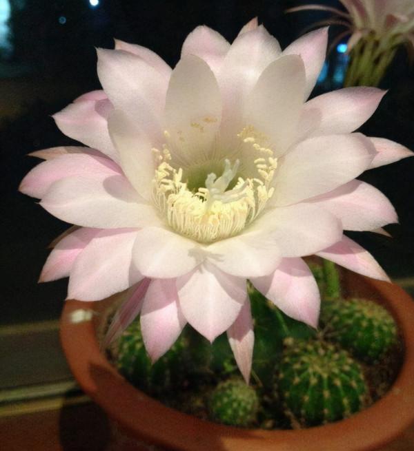 家養3種“仙人球”,耐旱好養活,淨空氣吸輻射,花開大朵真驚豔 家養3種“仙人球”,耐旱好養活,淨空氣吸輻射,花開大朵真驚豔