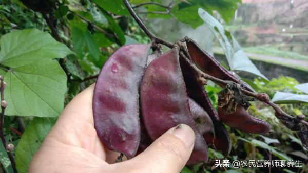 常吃紫扁豆有啥好處，青春靚麗，好多人不知道它的價值