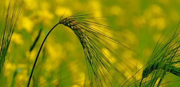 不吃主食才能降糖？主食：這個黑鍋我不背