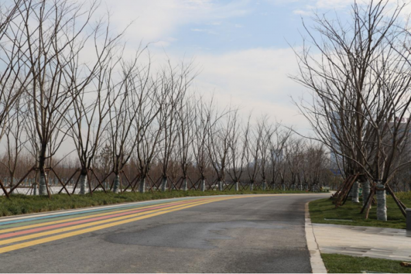 今年打卡新去處：生態科技新城邀您和櫻花來一場邂逅
