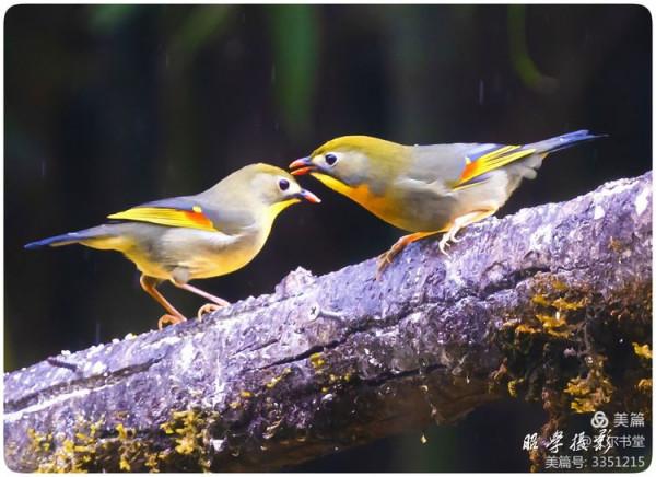 又爾書堂：紅嘴相思鳥一一忠貞愛情的楷模