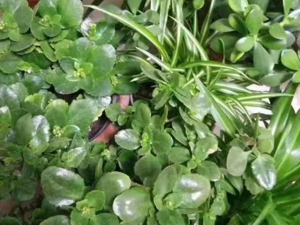 這一年 我的花花草草 驚豔了我的小院 驚豔了我的心