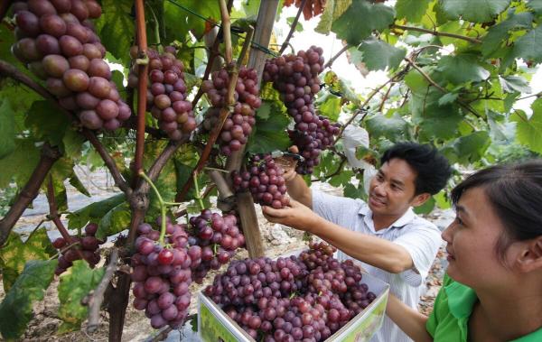 80後荊州大姐返鄉種葡萄,一百畝發展成3000畝,如今年入千萬 80後荊州大姐返鄉種葡萄,一百畝發展成3000畝,如今年入千萬