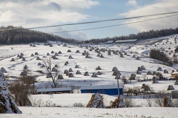 冬天羊最怕吃什麼？這6樣東西，是造成肉羊生病或死亡的“元兇”