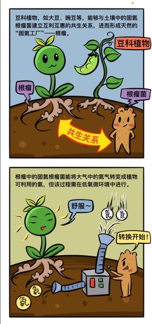 植物自身也能生成化肥?中科院團隊《科學》論文揭示重要突破 植物自身也能生成化肥?中科院團隊《科學》論文揭示重要突破