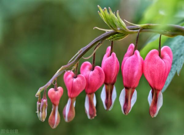 50種冬季裡開放的花卉，這些花最合適在冬季裡養