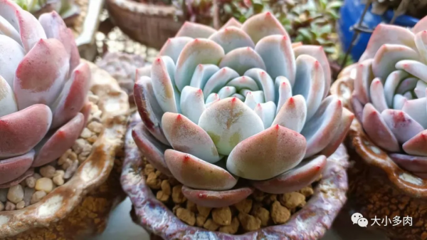 因為多肉，貓眼盆多了生命的光彩；因為盆，多肉有了藝術的韻味