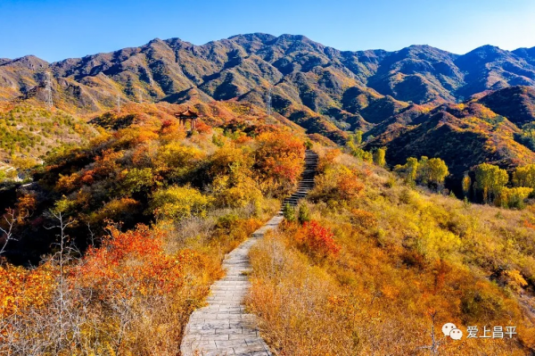 氣溫驟降,昌平這6個賞紅葉地即將登場,提前收藏 氣溫驟降,昌平這6個賞紅葉地即將登場,提前收藏