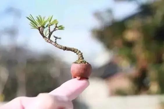 分享：拇指盆景，盆景雖小見天地，真的是太美了