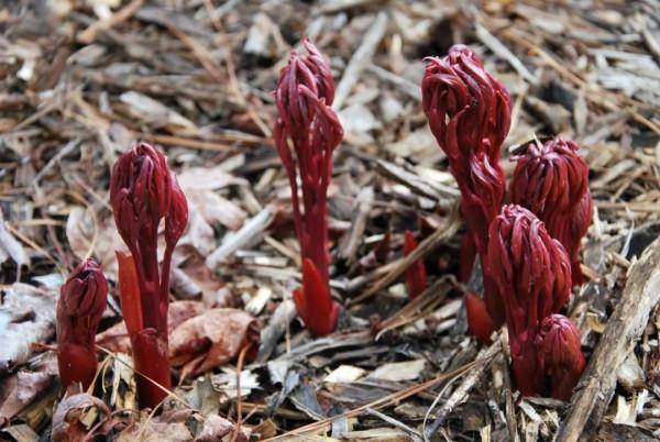 冬天這些花葉片會枯萎，別扔，它只是休眠了