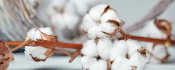 今日秋分：把成熟的甘甜釀入濃酒