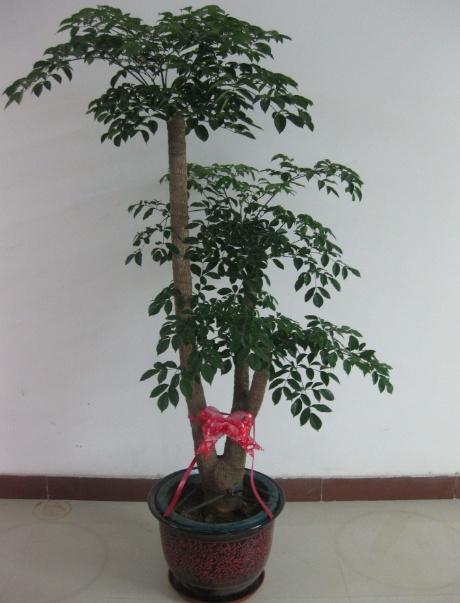 這&OpenCurlyDoubleQuote;3種&rdquo;樹，能長2米高，非常大氣上檔次，養一盆還讓身體健康