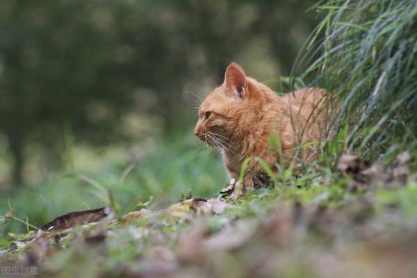 貓界智商排行榜？看看你家主子上榜了沒？