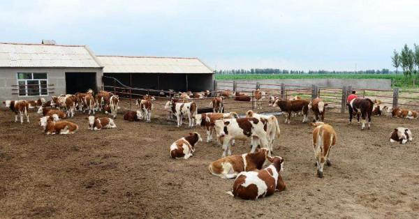 養牛人的“三怕五病”
