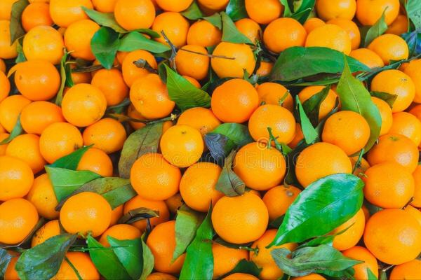 懂行人買橘子，不看個頭大小，只看這4點，個個皮薄肉厚又多汁