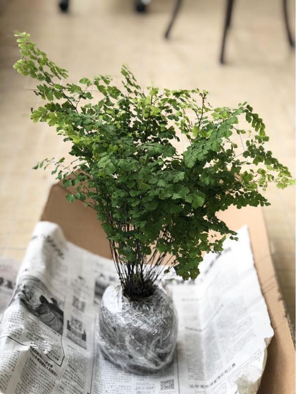 30種觀葉植物，能觀賞也淨化空氣，總有一種你養過