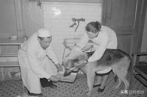 動物成為人類追求科技突破的“試金石”，美蘇冷戰將此試驗競賽化