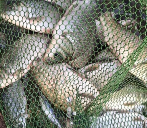 野釣打不打散炮，透過我反覆實戰對比，效果差別還是挺大的