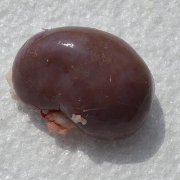 春節特刊藥膳：羊肉（三）