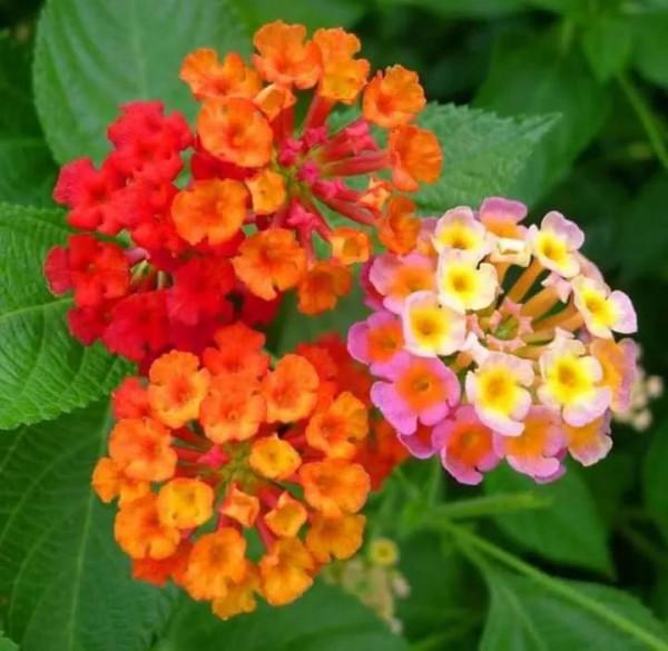 馬纓丹的花樣年華