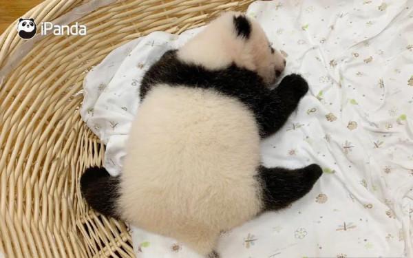 國寶大熊貓居然會這種技能