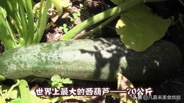 盤點18種全球最大的水果、蔬菜,都是常見的,卻大到讓人瞠目結舌 盤點18種全球最大的水果、蔬菜,都是常見的,卻大到讓人瞠目結舌