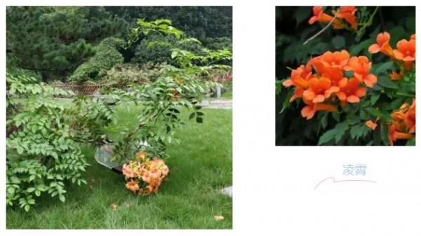 秋花也爛漫！當下的中山公園美極了