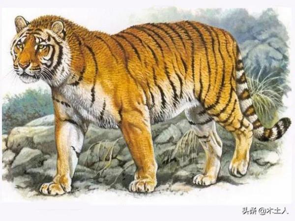 虎年說虎 虎的種類