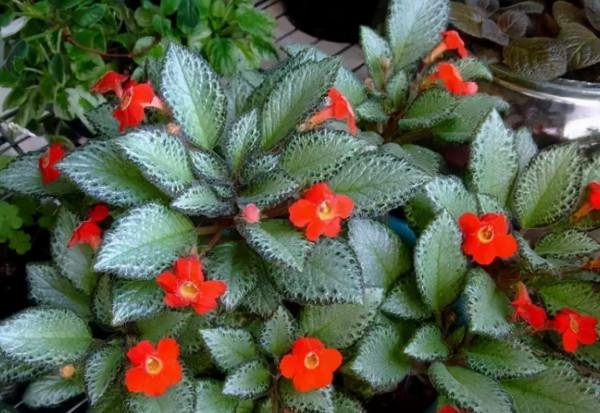 這3種植物特“耐陰”，好看又好養，沒有陽光也能長“爆盆”