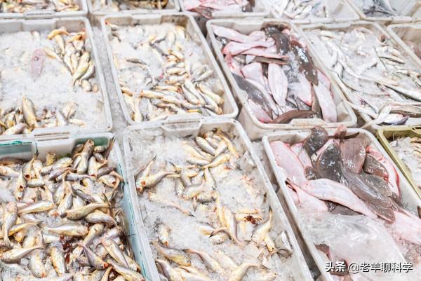 瘋狂“搶”漁20年後，日本漁業陷入死局，扶不起就破罐子破摔？