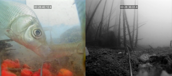 初冬季節，白天好釣魚？還是晚上好釣魚？