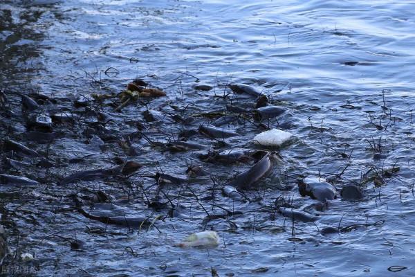 十幾斤重白送沒人要,從街頭美食到遭人唾棄,鬍子鯰經歷了什麼? 十幾斤重白送沒人要,從街頭美食到遭人唾棄,鬍子鯰經歷了什麼?