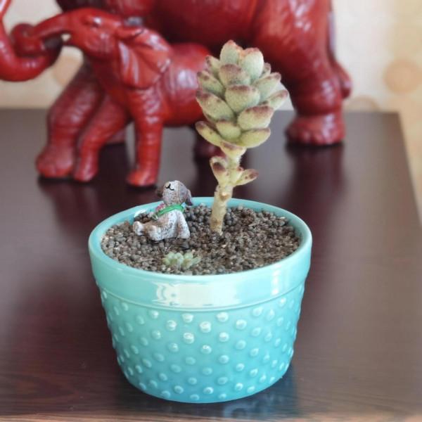 曬曬家裡的小綠植