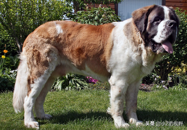 五種大型犬，每種都有強大戰力，它們是怎麼培育出來的？