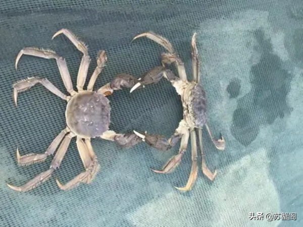 螃蟹為什麼那麼愛打架鬥毆? 螃蟹為什麼那麼愛打架鬥毆?