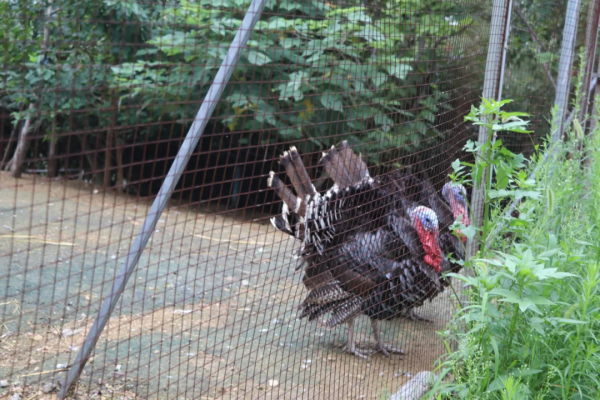 憨態可掬惹人愛！這樣的小可愛，誰能忍心拒絕呢？