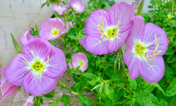 婉似清麗落凡間——晚櫻草
