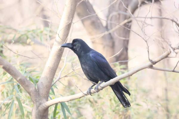 科普 | 鳥中“狠角色”——烏鴉