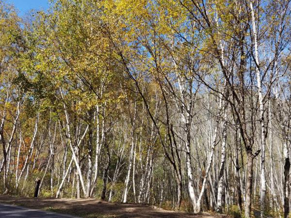 喇叭溝門——秋季賞楓賞白樺 喇叭溝門——秋季賞楓賞白樺