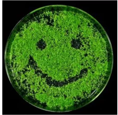 理性設計植物生物酶，提高生物量和光合效率丨換訪河南農業大學王