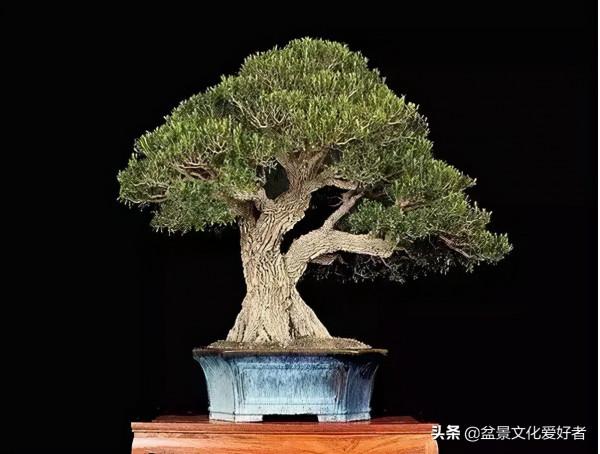 家有黃楊，世代棟樑！家裡栽黃楊，富貴又吉祥