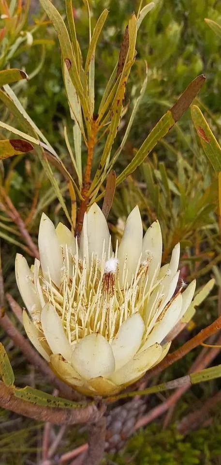 奇妙的大自然，奇妙的花