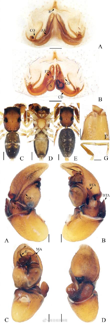 雲南無量山發現蜘蛛新種“寬合跳蛛”
